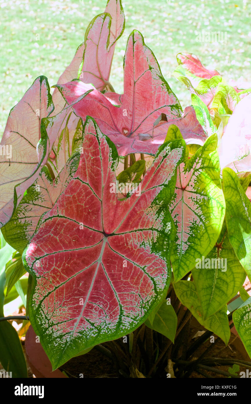 bael fruit plant Bael Fruit Plant, Aegle Marmelos Plant (in polybag) main image 0