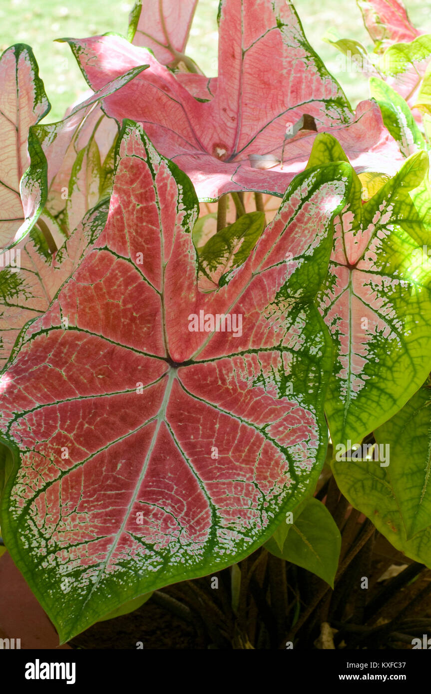 Elephant Ear plant, Philodendron Stock Photo Alamy