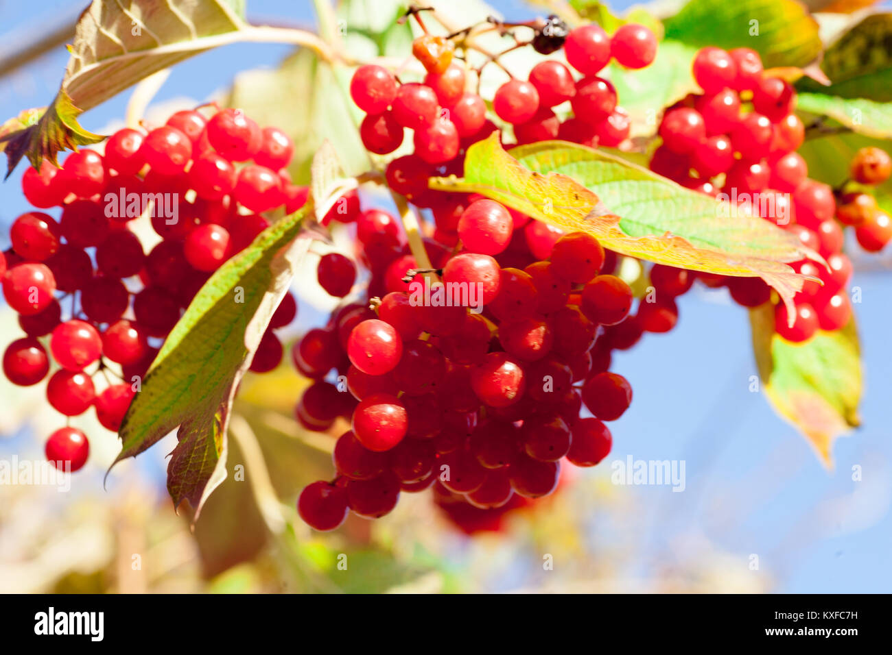 Red Viburnum Viburnum Stock Photo Alamy