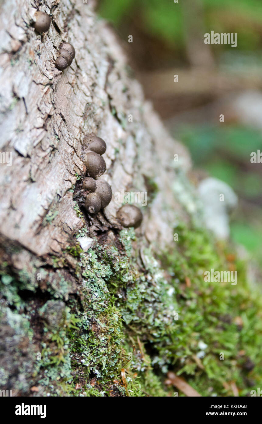 Slime mold, probably Lycogala epidendrum, growing on a birch tree. Asticou Stream Trail, Northeast Harbor, Maine Stock Photo