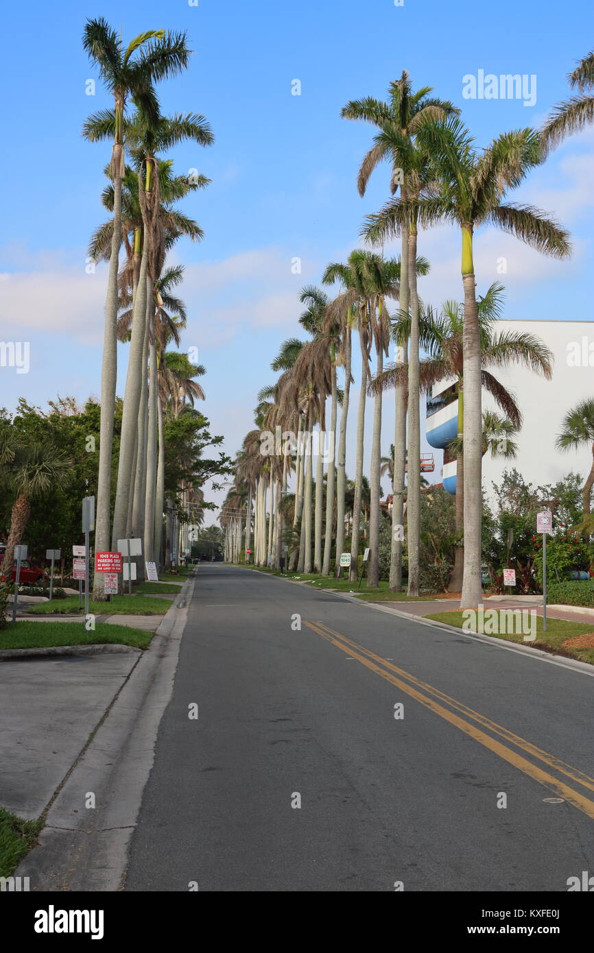 Florida road palm trees hires stock photography and images Alamy