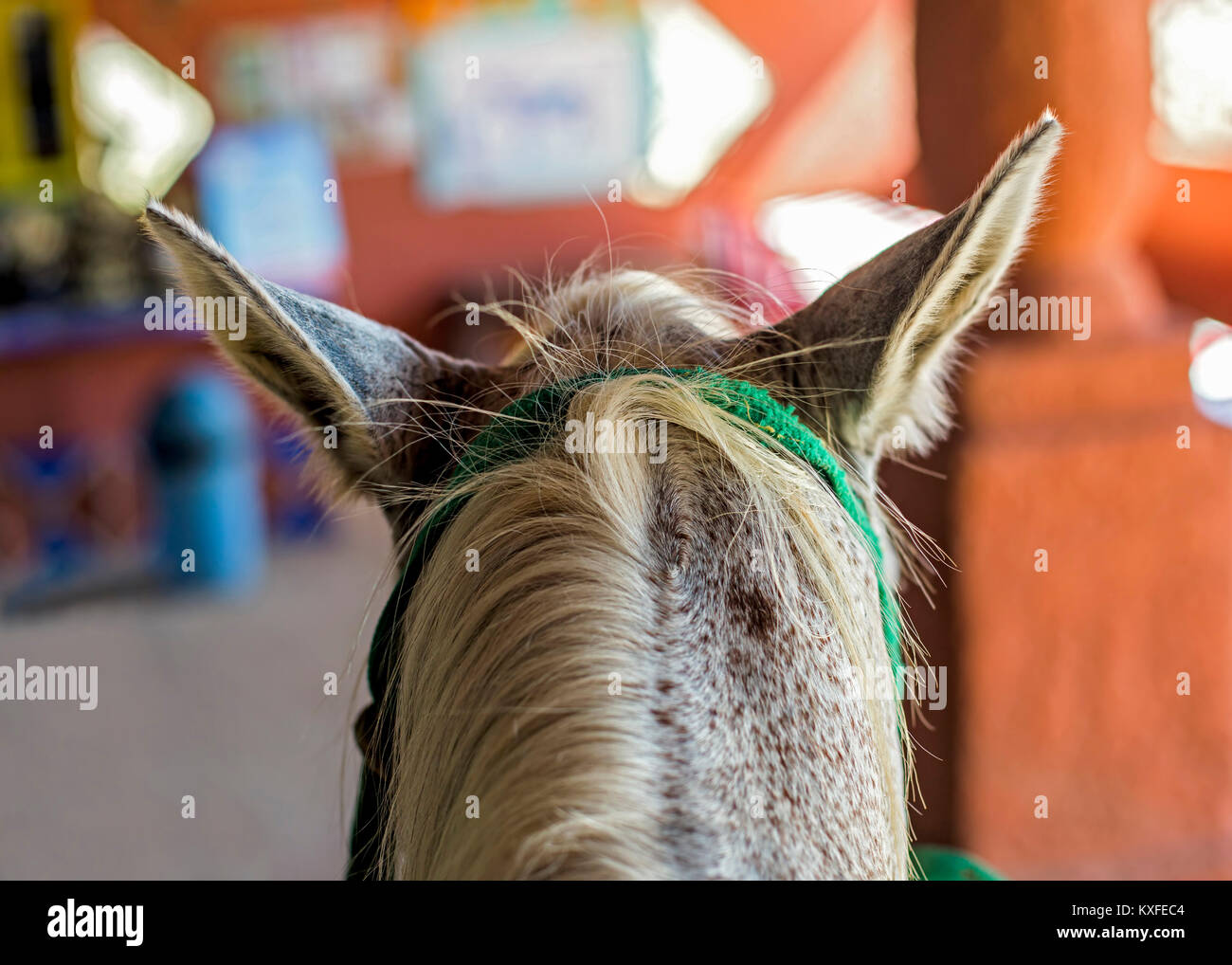 Horse ears back hires stock photography and images Alamy