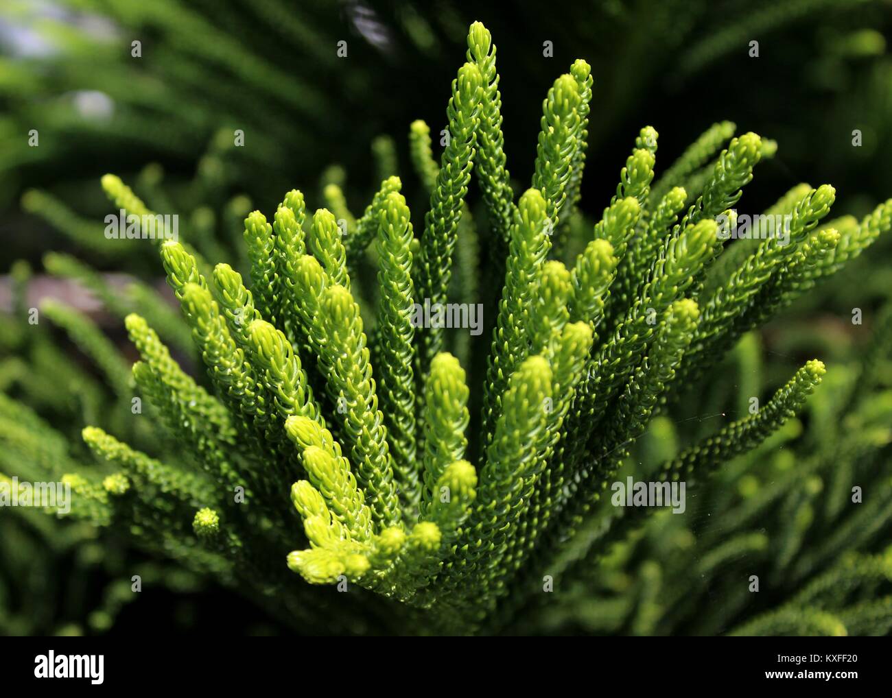 macro - close-up of green color leaves - foliage of a fraser fir plant in a home garden in sri lanka Stock Photo