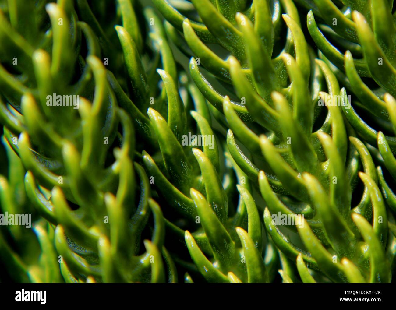 macro - close-up of green color leaves - foliage of a fraser fir plant in a home garden in sri lanka Stock Photo
