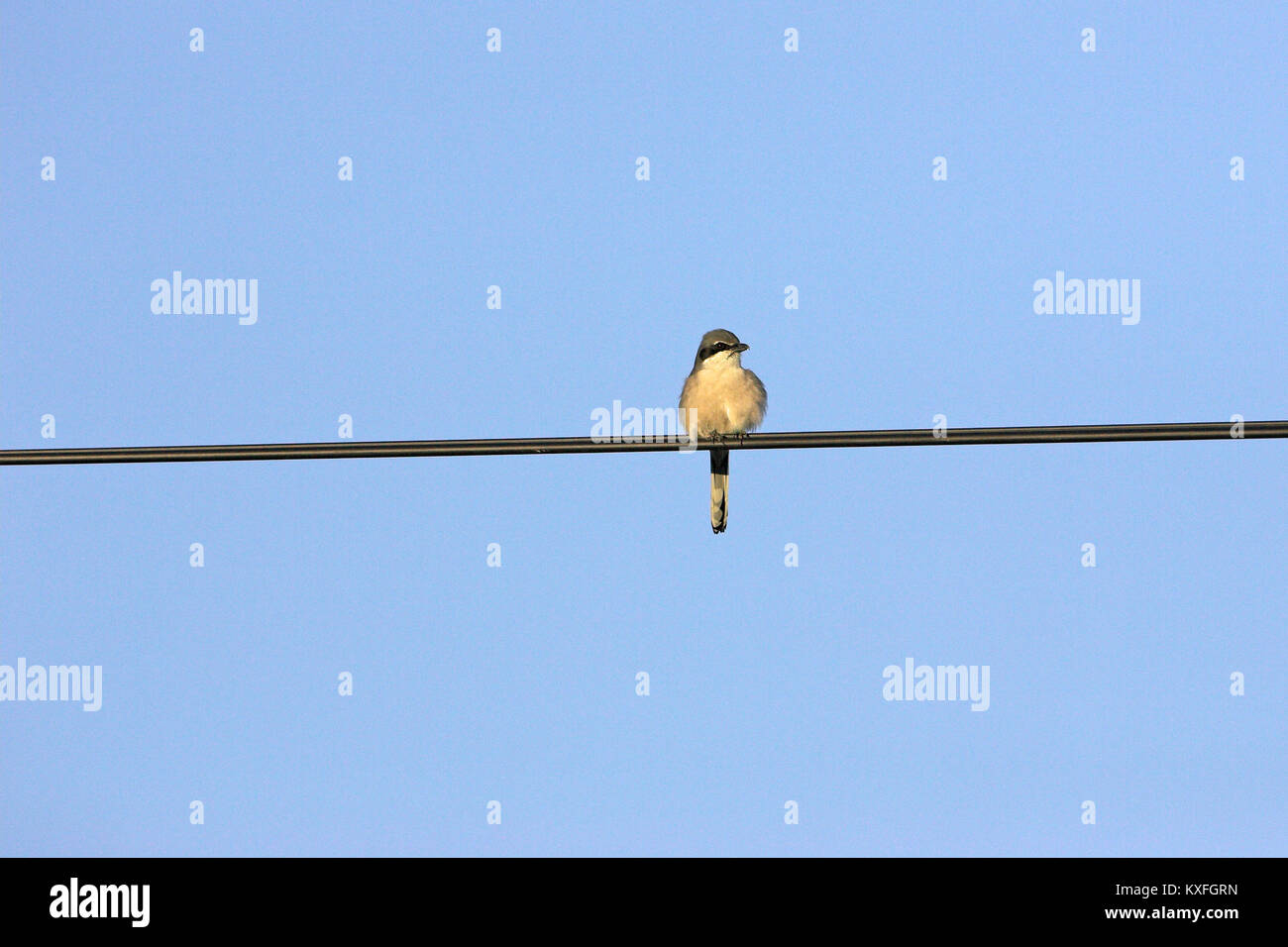 Southern grey shrike Lanius meridionalis on ovrhead wires near Castro Verde Alentejo Portugal Stock Photo