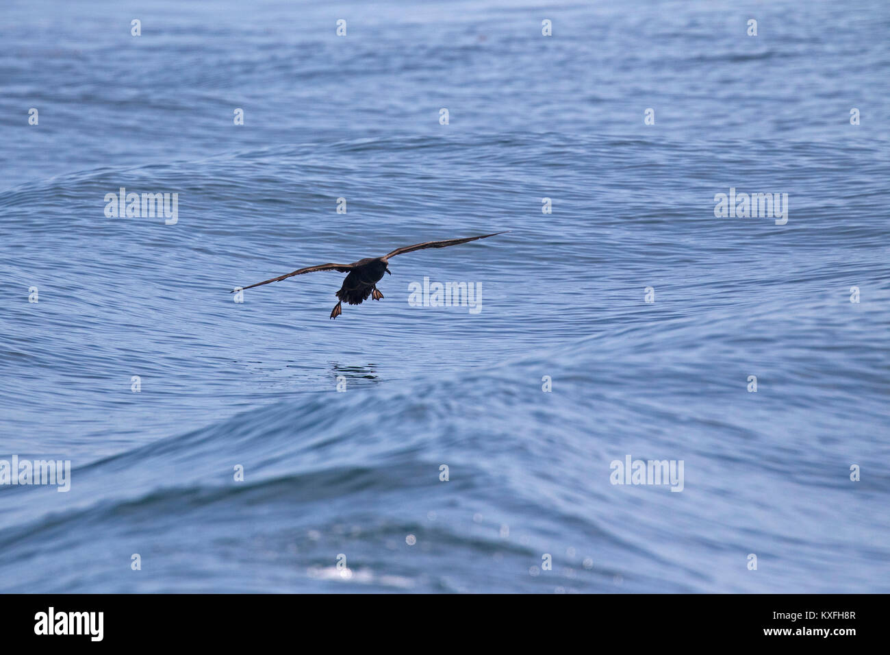 Sooty shearwater Puffinus griseus in flight over the sea near Grand Manan Island Bay of Fundy Canada August 2016 Stock Photo