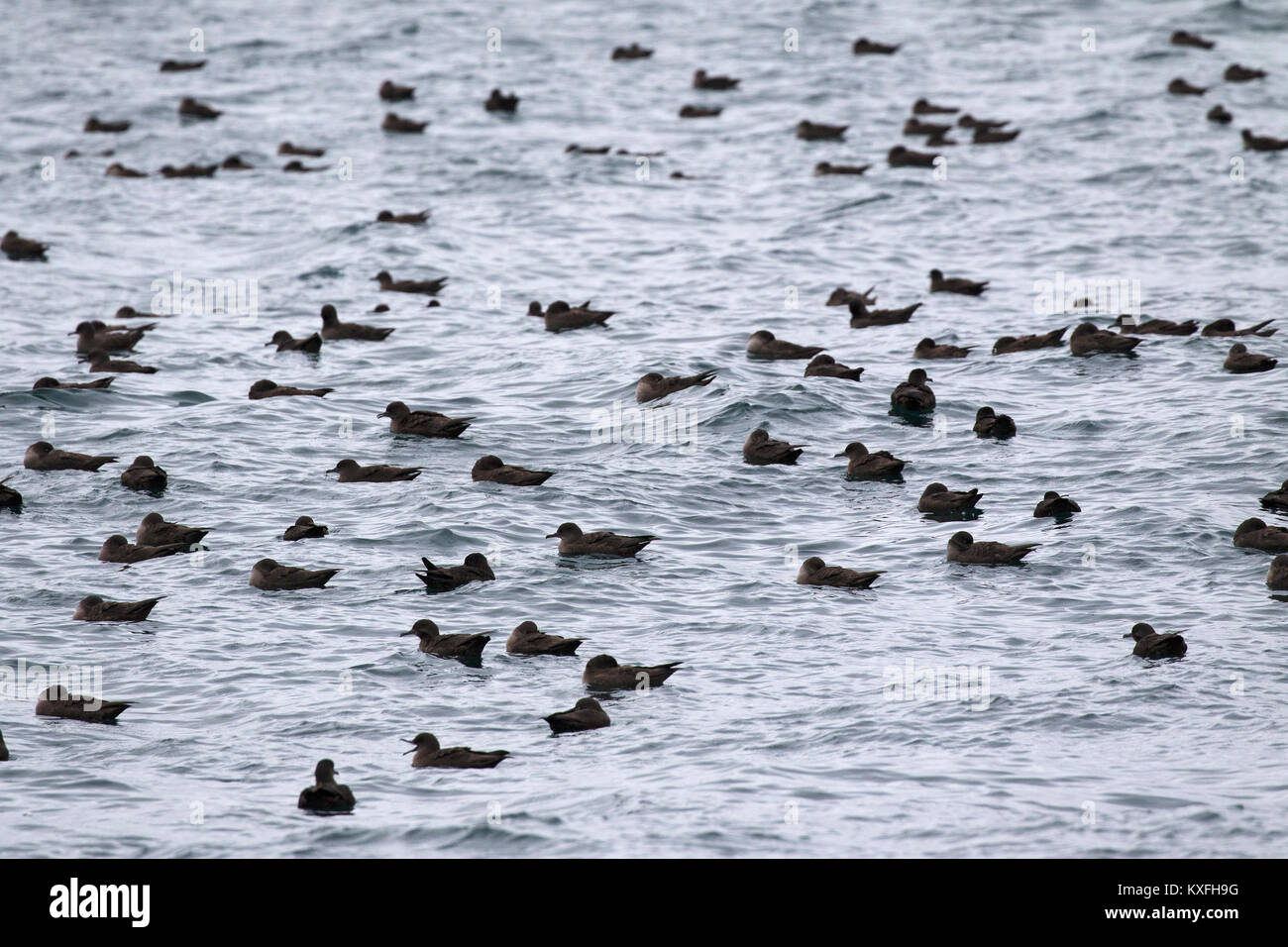 Sooty shearwater Puffinus griseus flock off Kidney Island, Falkland Islands in the Southern Atlantic Ocean Stock Photo