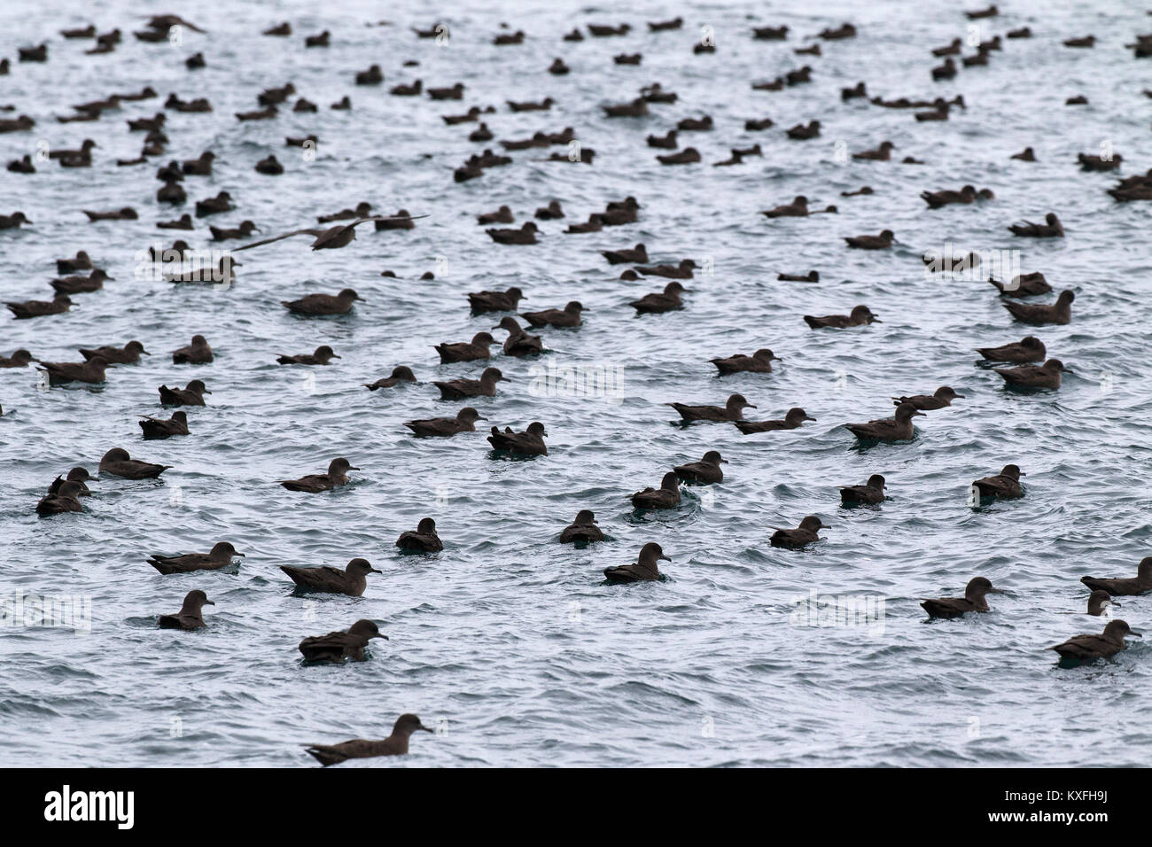 Sooty shearwater Puffinus griseus flock off Kidney Island, Falkland Islands in the Southern Atlantic Ocean Stock Photo