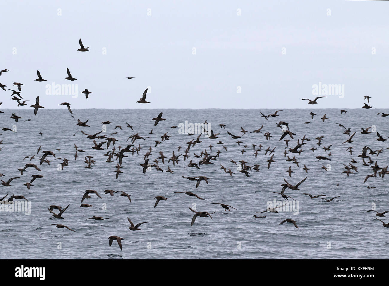 Sooty shearwater Puffinus griseus flock in flight close to Kidney Island neat Stanley, Falkland Islands Stock Photo