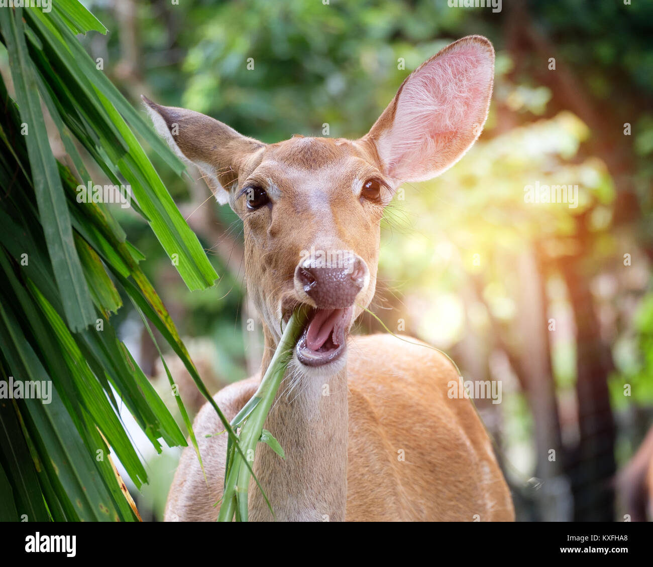 Hangul deer hires stock photography and images Alamy