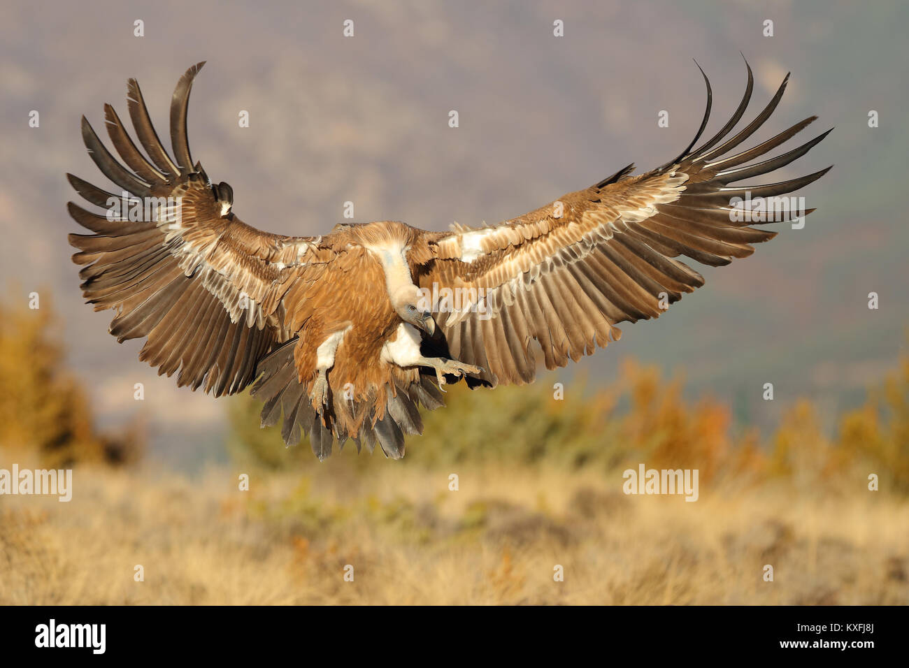 Griffon vulture flying before landing on a field Stock Photo