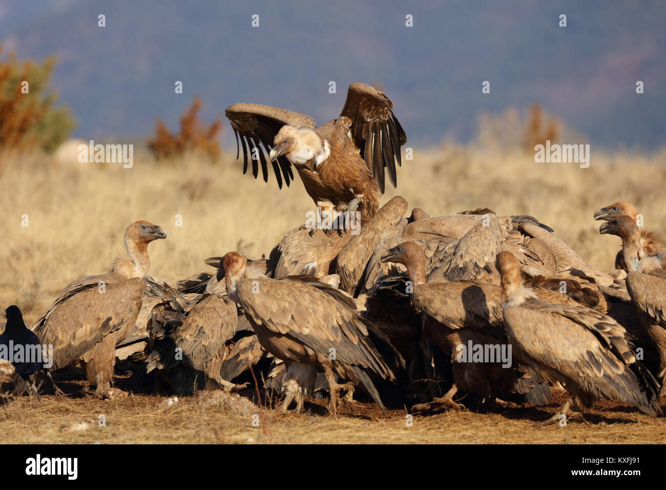 Group of griffon vultures eating on a field Stock Photo