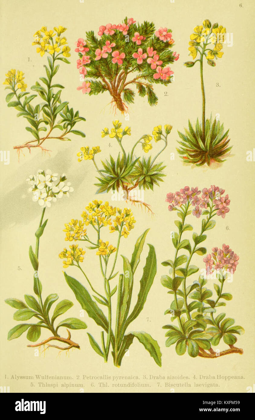 Alpen-Flora für Touristen und Pflanzenfreunde (Pl. 6) BHL10383985 Stock Photo