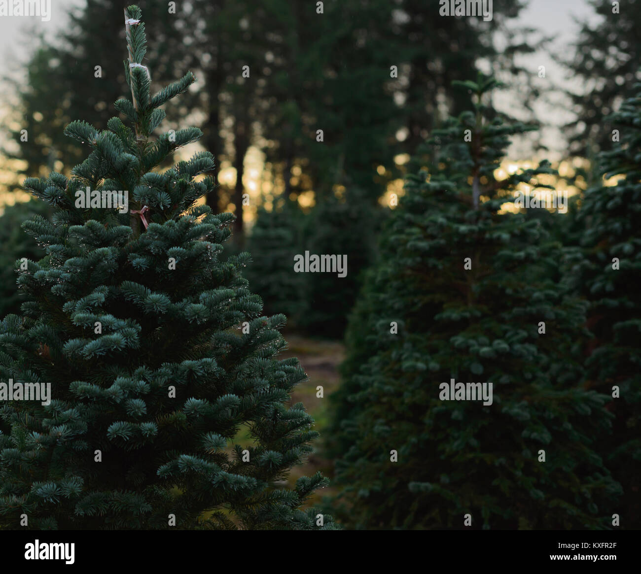 Closeup of Christmas Trees growing at farm Stock Photo Alamy