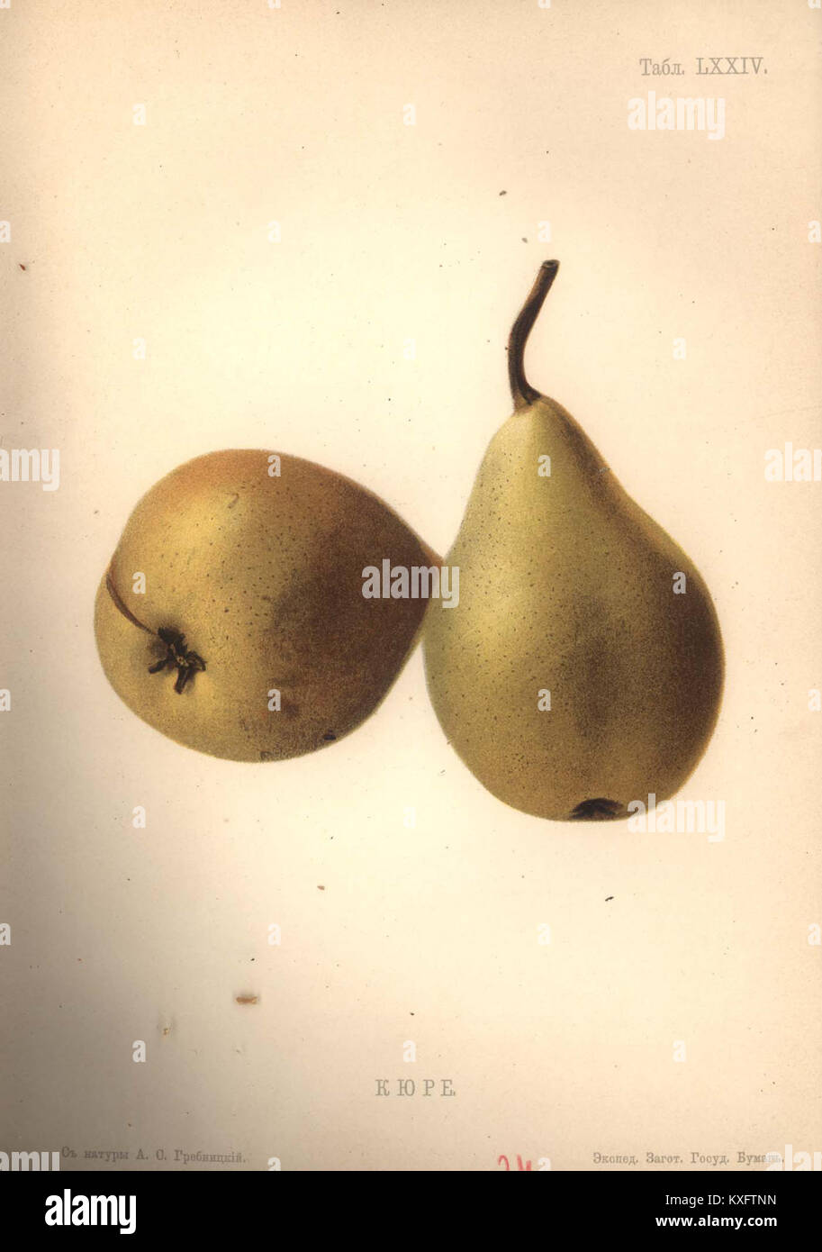 1906. Атлас плодов. 72. Кюре Stock Photo - Alamy