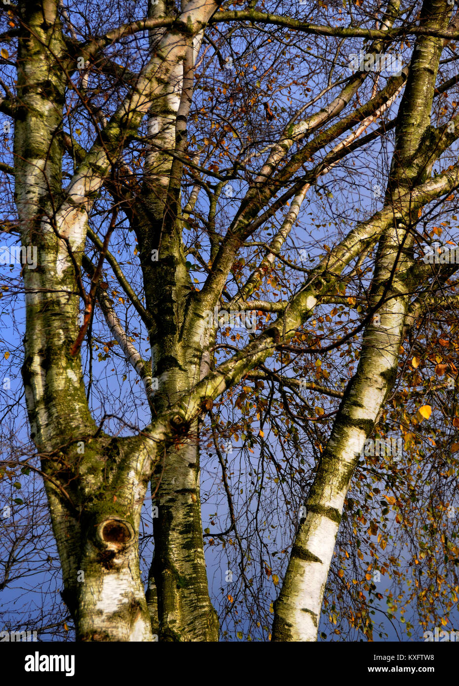 Burning tree bark hires stock photography and images Alamy