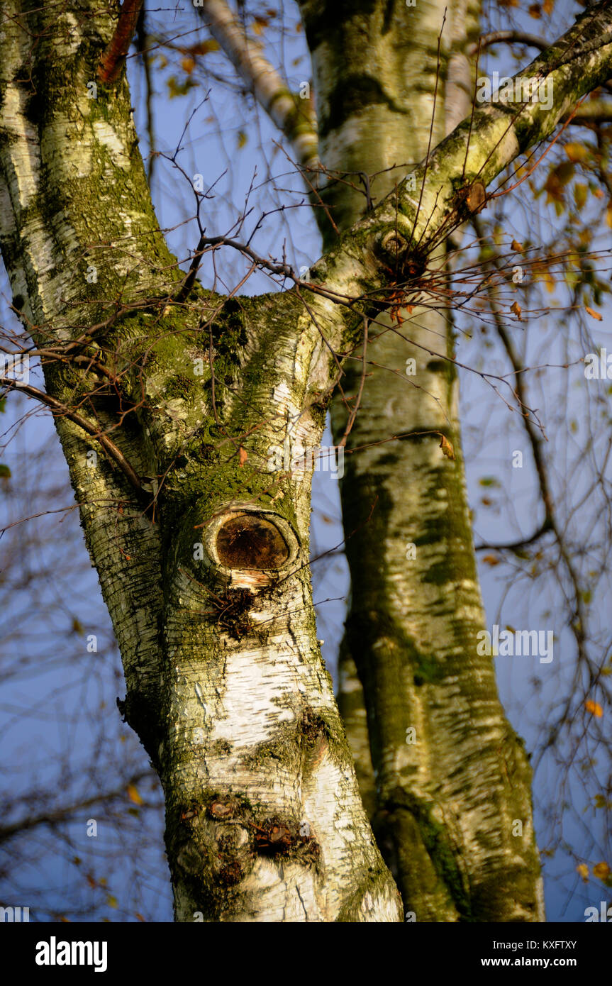 Burning tree bark hires stock photography and images Alamy