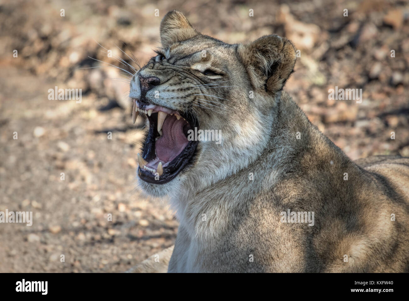 Close up of female lion in the Addo Elephant National Park, South Africa Stock Photo