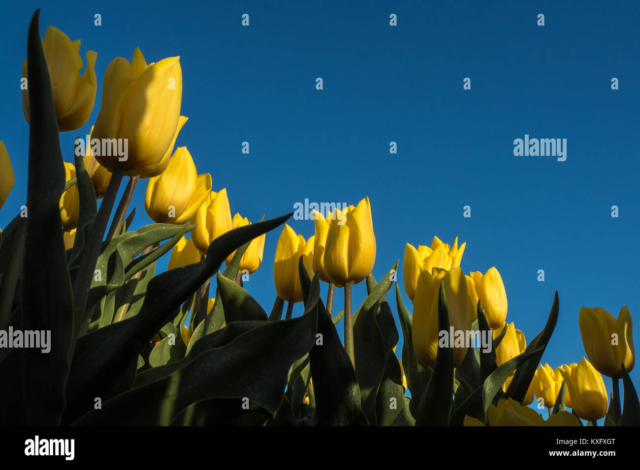 Yellow tulips against a clear blue sky. Stock Photo