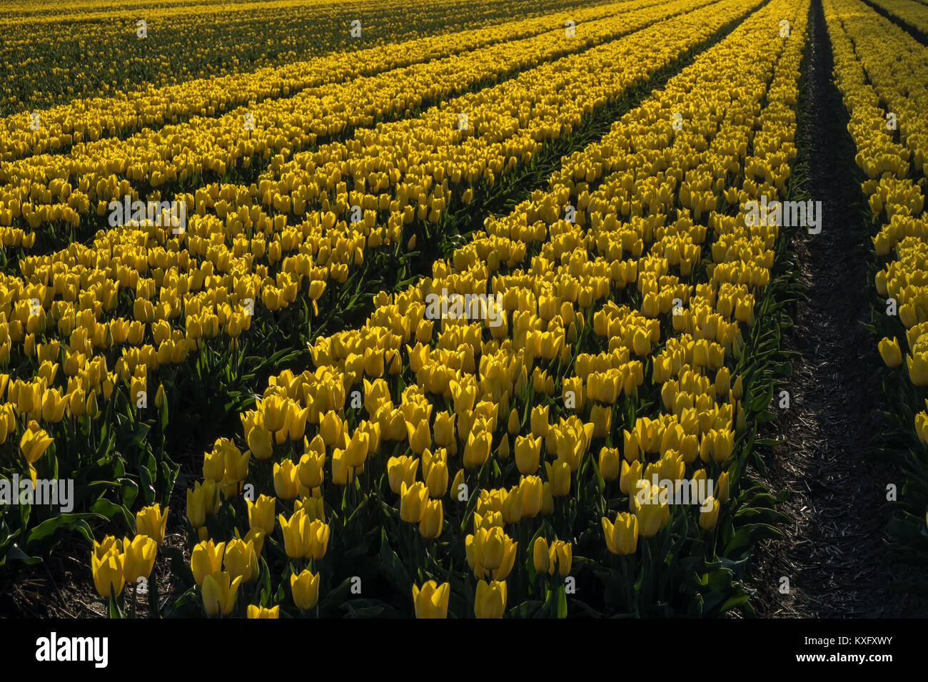 Field full of yellow tulips. Stock Photo