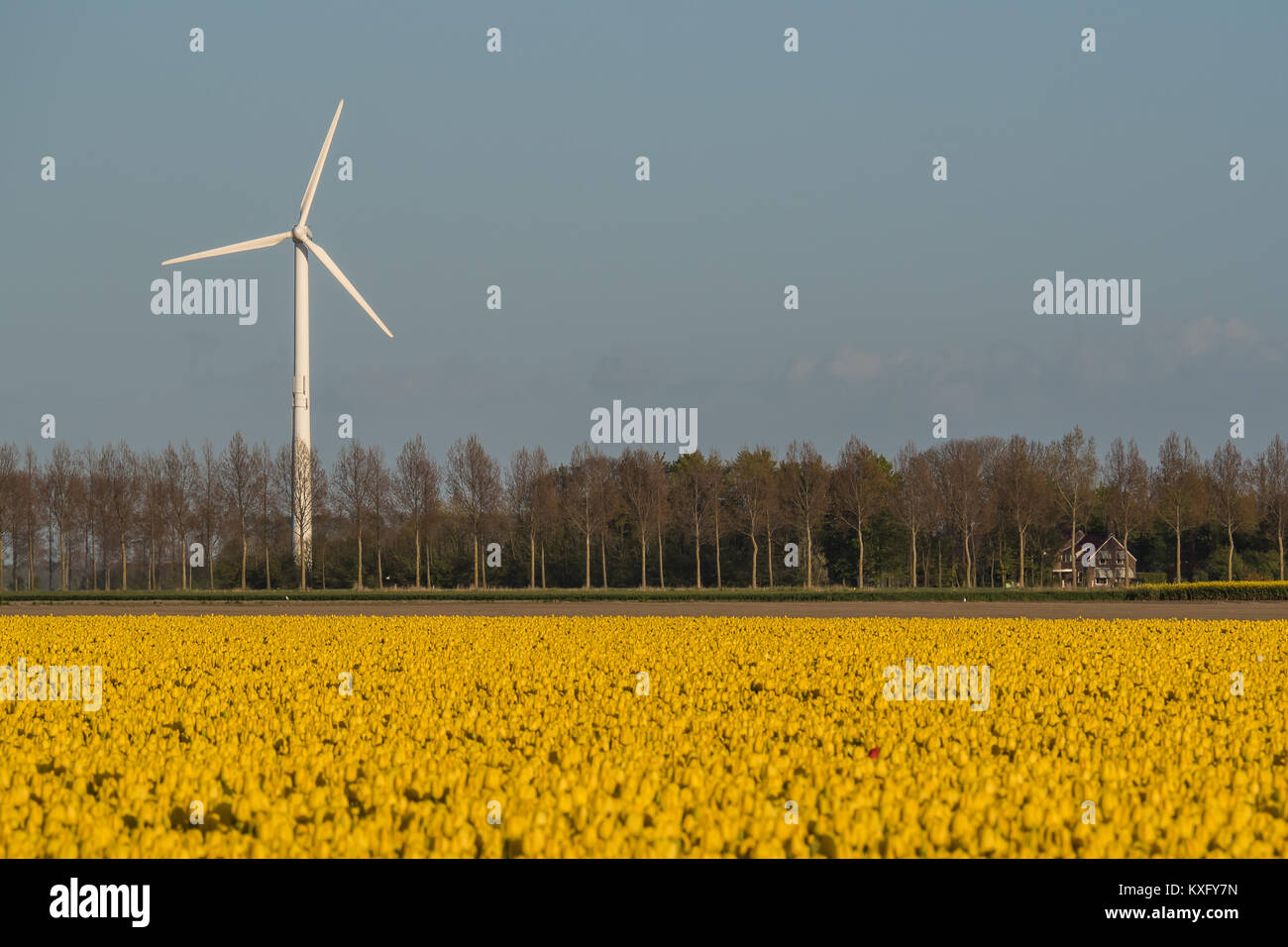 Windmill behind a field with yellow tulips in a Dutch polder. Stock Photo