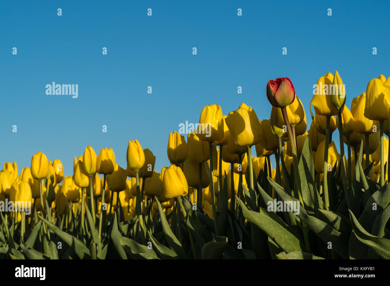 Yellow tulips and one red tulip against a clear blue sky. Stock Photo