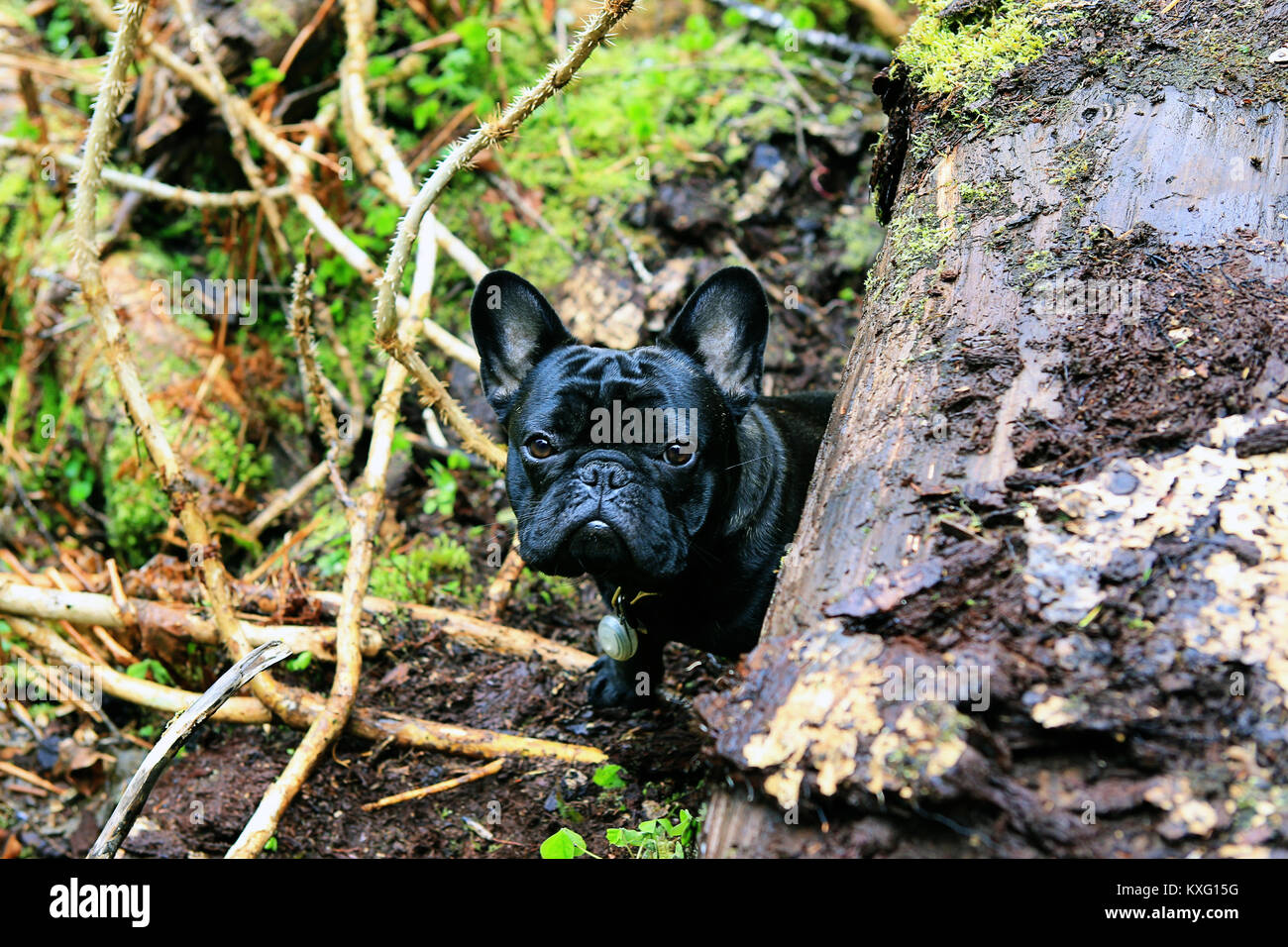 High angle portrait of black dog by wood in forest Stock Photo - Alamy