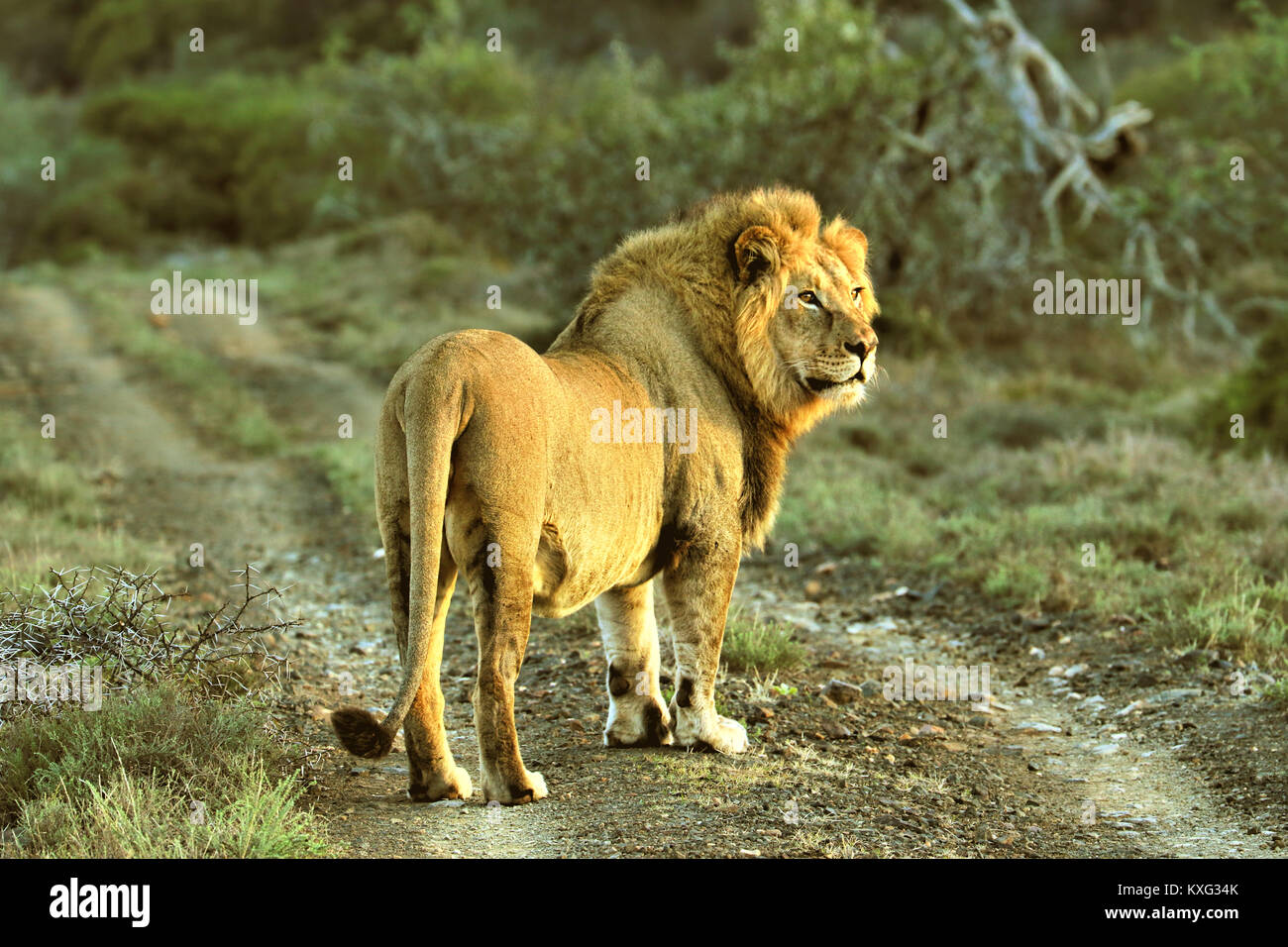 Close up of male lion in the Kruger National Park, South Africa Stock Photo
