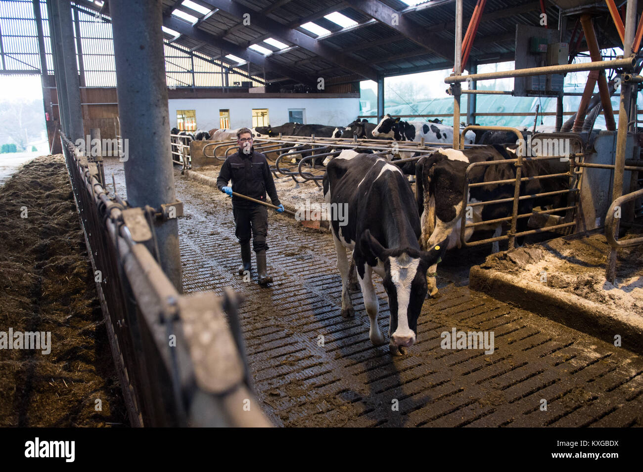 Much, Germany. 08th Jan, 2018. Farmer Marc Faerfers driving a cow to a ...