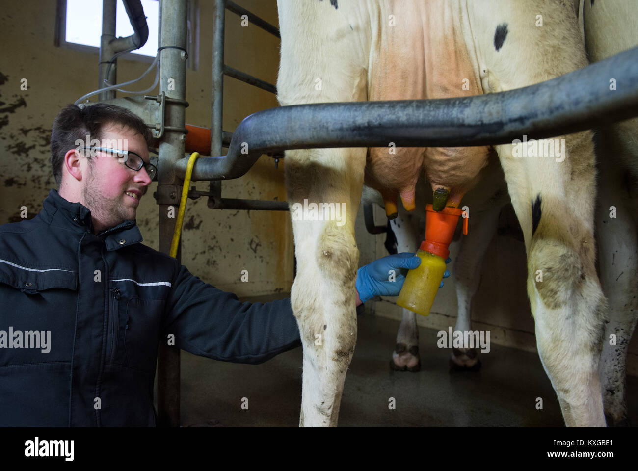 Much, Germany. 08th Jan, 2018. Farmer Marc Faerfers disinfecting a cow's udder after its milking in his milking parlor in Much, Germany, 08 January 2018. North Rhine-Westphalia's State Association of Dairy Farmers made a statement on farmers' financial situation on 10 January 2018. Credit: Rainer Jensen/dpa/Alamy Live News Stock Photo