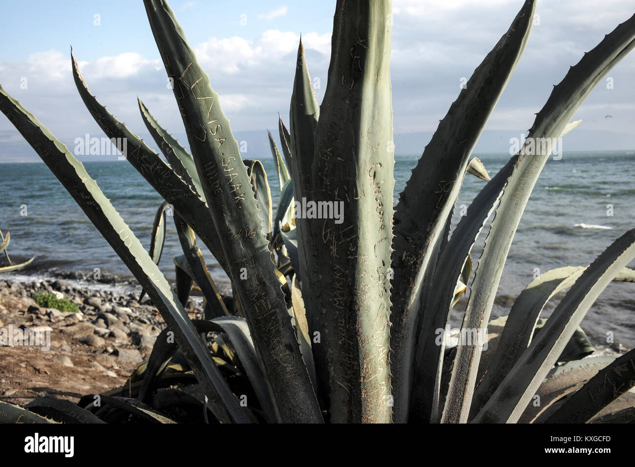 Israel. 2nd Jan, 2018. Inscriptions on the agave growing on the shore of the Sea of Galilee in Capernaum, Israel on 29.12.2017 by Wiktor Dabkowski Credit: Wiktor Dabkowski/ZUMA Wire/Alamy Live News Stock Photo