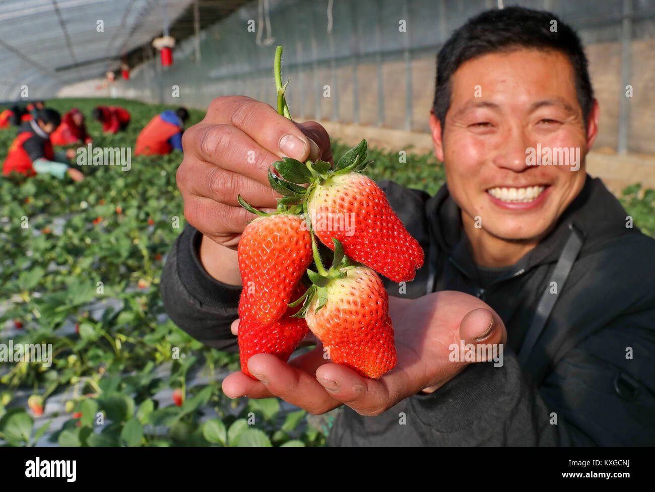 Qianan, China's Hebei province. 10th Jan, 2018. A farmer displays harvested strawberries in a greenhouse in Qianan, north China's Hebei province, Jan. 10, 2018. In recent years Qianan placed great attention on the development of Controlled Environment Agriculture and the total area of Controlled Environment Agriculture reached more than 153 square kilometers. Credit: Yang Shixiao/Xinhua/Alamy Live News Stock Photo