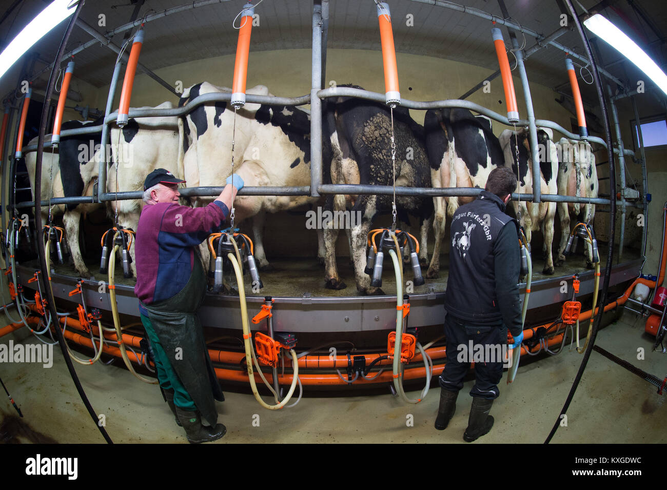 Much, Germany. 08th Jan, 2018. Farmer Marc Faerfers (L) and his father ...