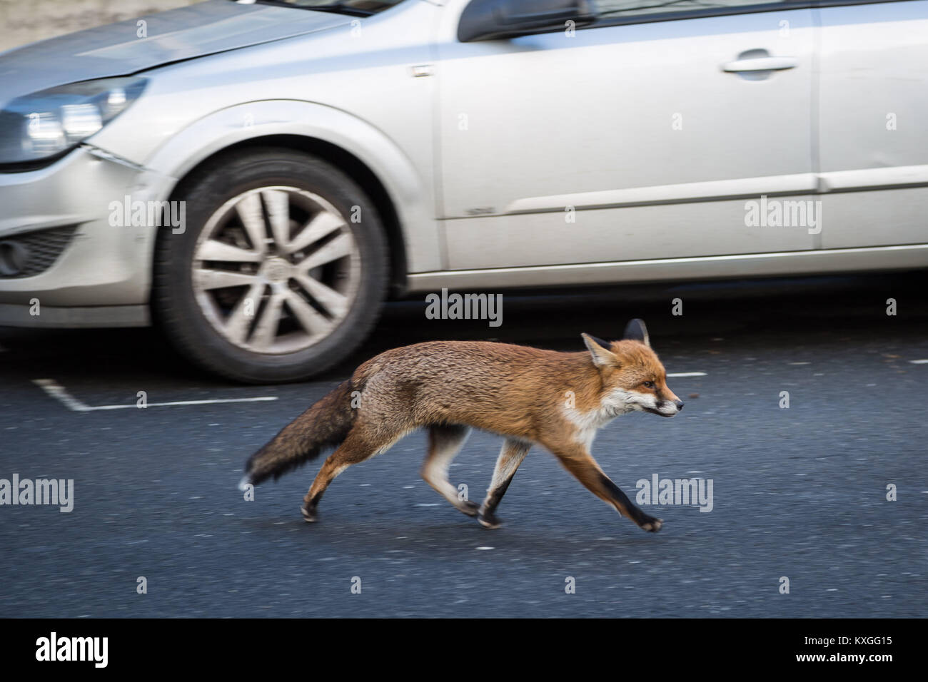 Adam fox hi-res stock photography and images - Alamy