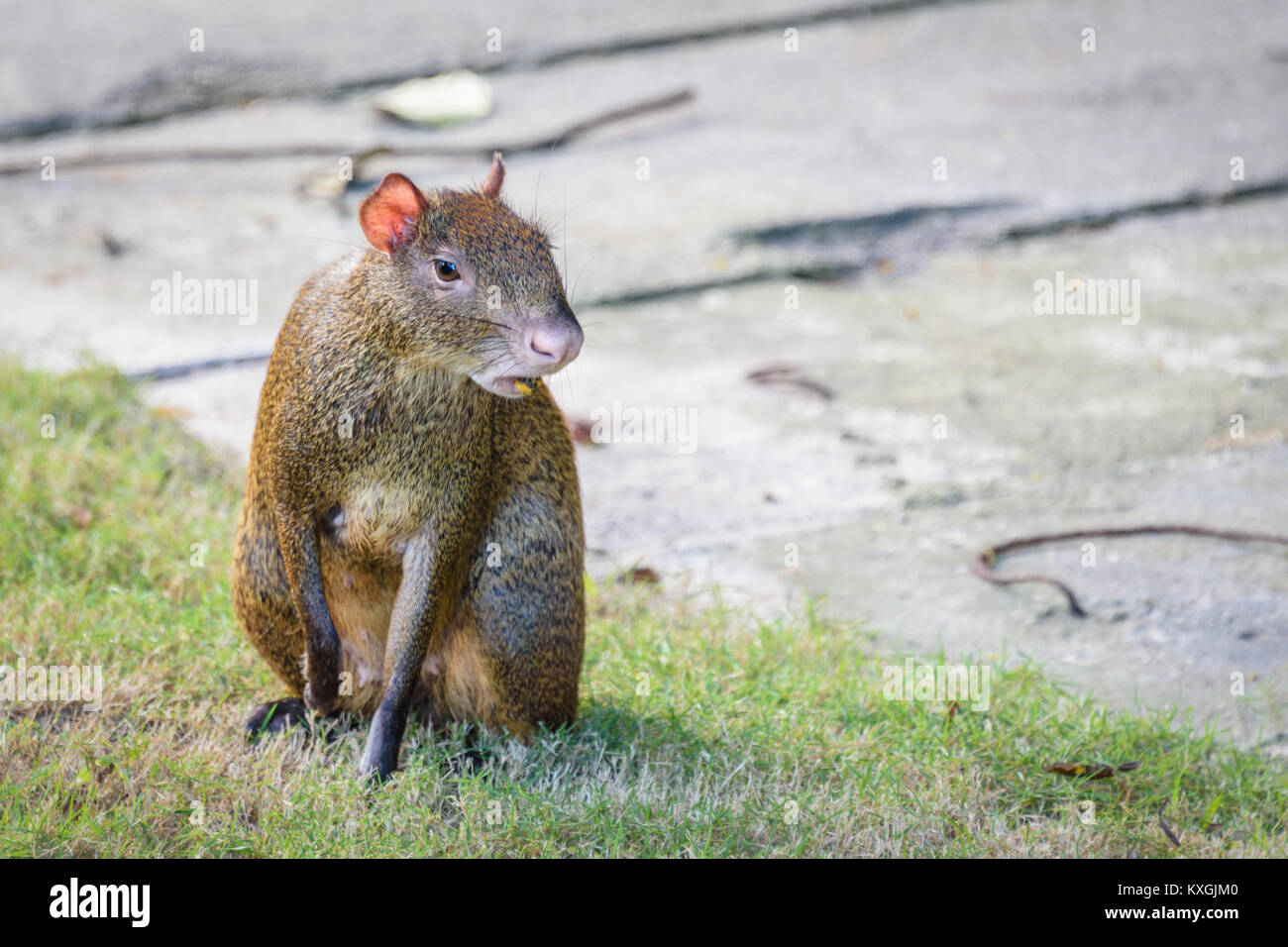 Agouti agoutis or Sereque rodent sitting on the grass. Rodents of the Caribbean. Stock Photo
