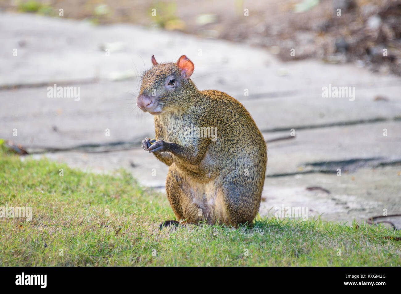 Agouti agoutis or Sereque rodent sitting on the grass holding some food in paws. Rodents of the Caribbean. Stock Photo