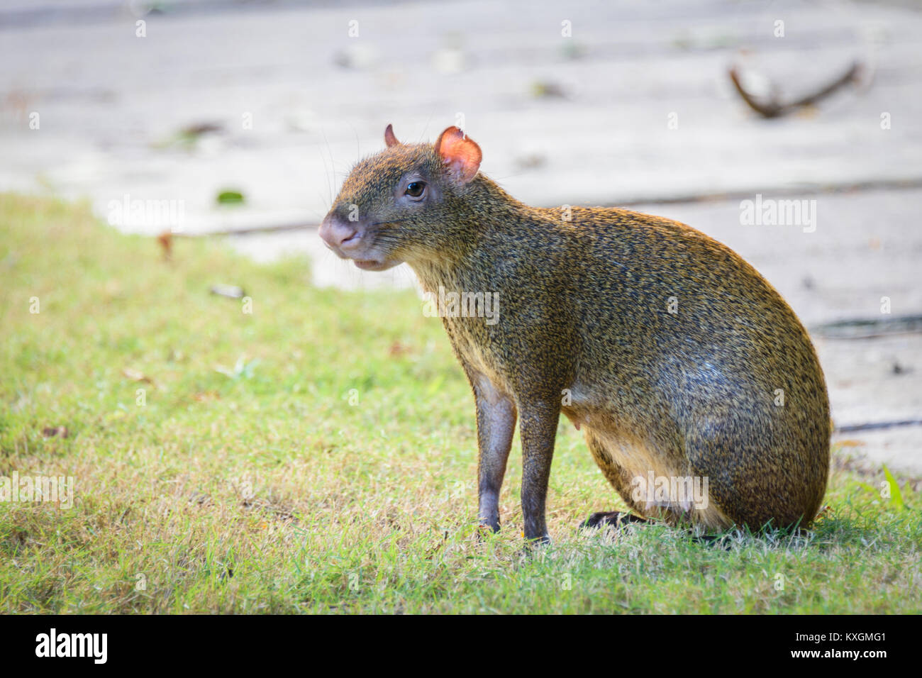 Agouti agoutis or Sereque rodent sitting on the grass. Rodents of the Caribbean. Copy space Stock Photo
