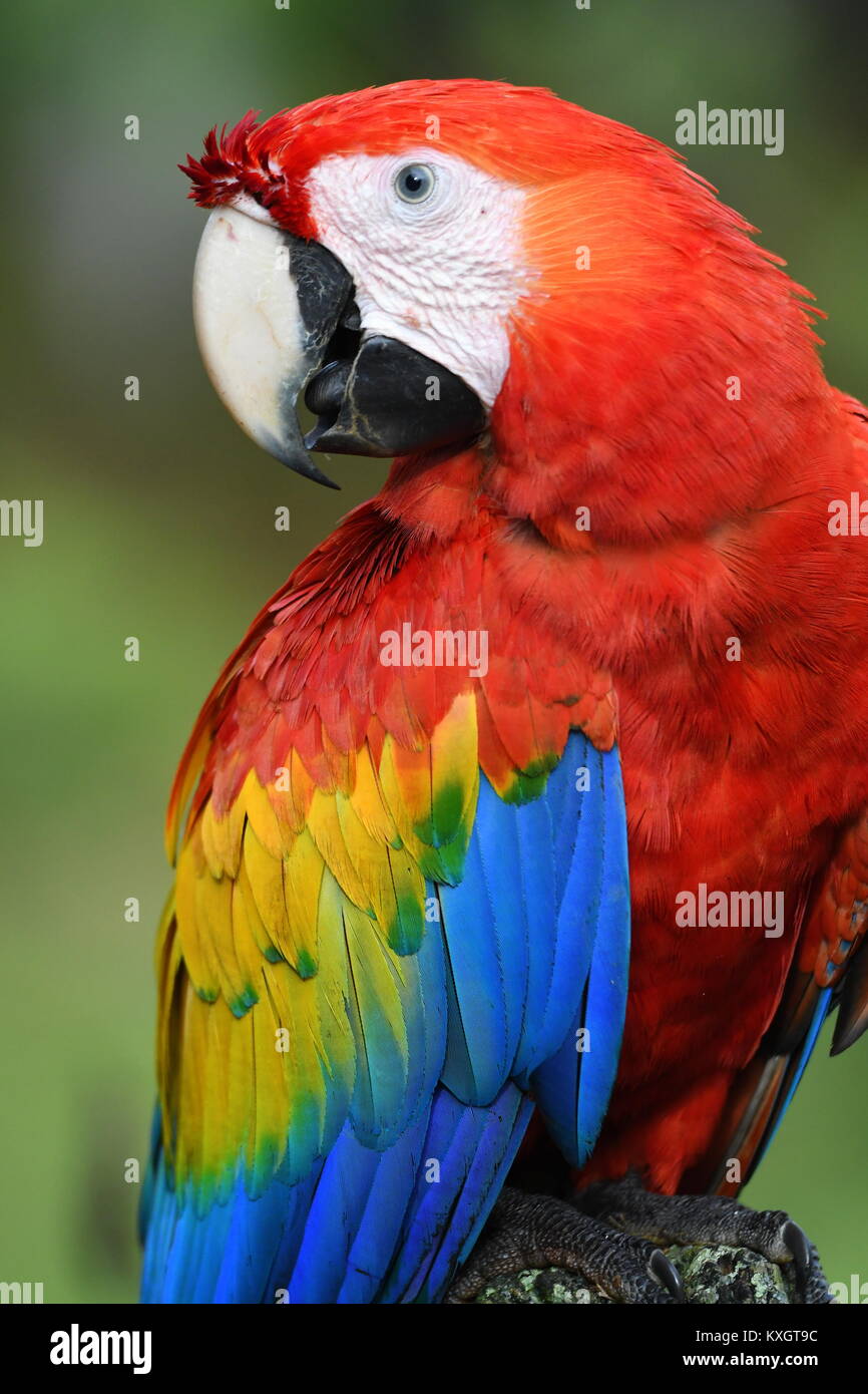 Profile of Scarlet Macaw (Ara macao Stock Photo - Alamy