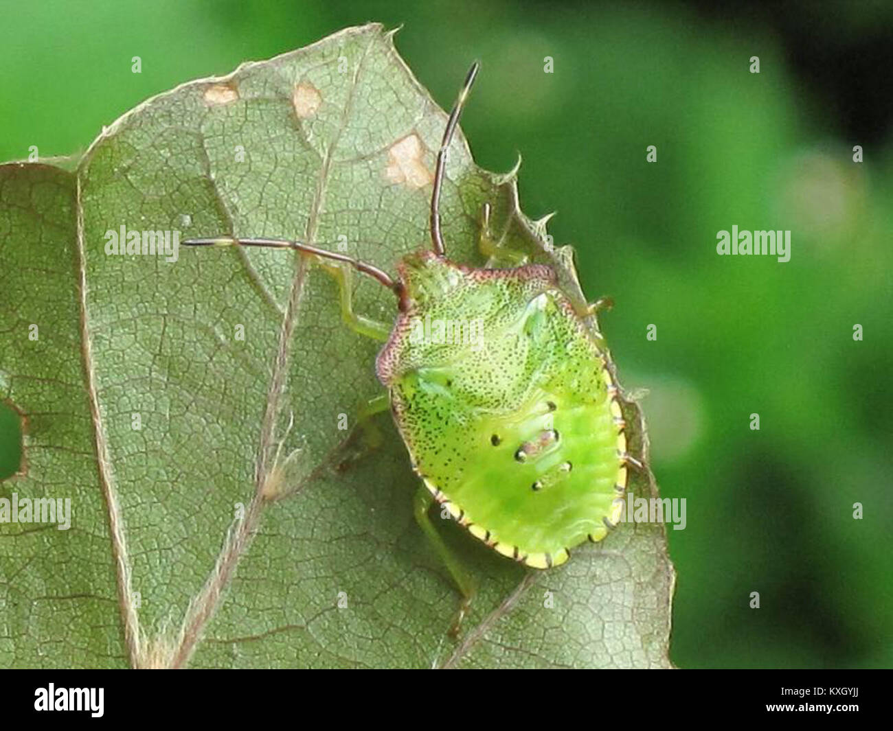 Shield bugs nymph hi-res stock photography and images - Alamy