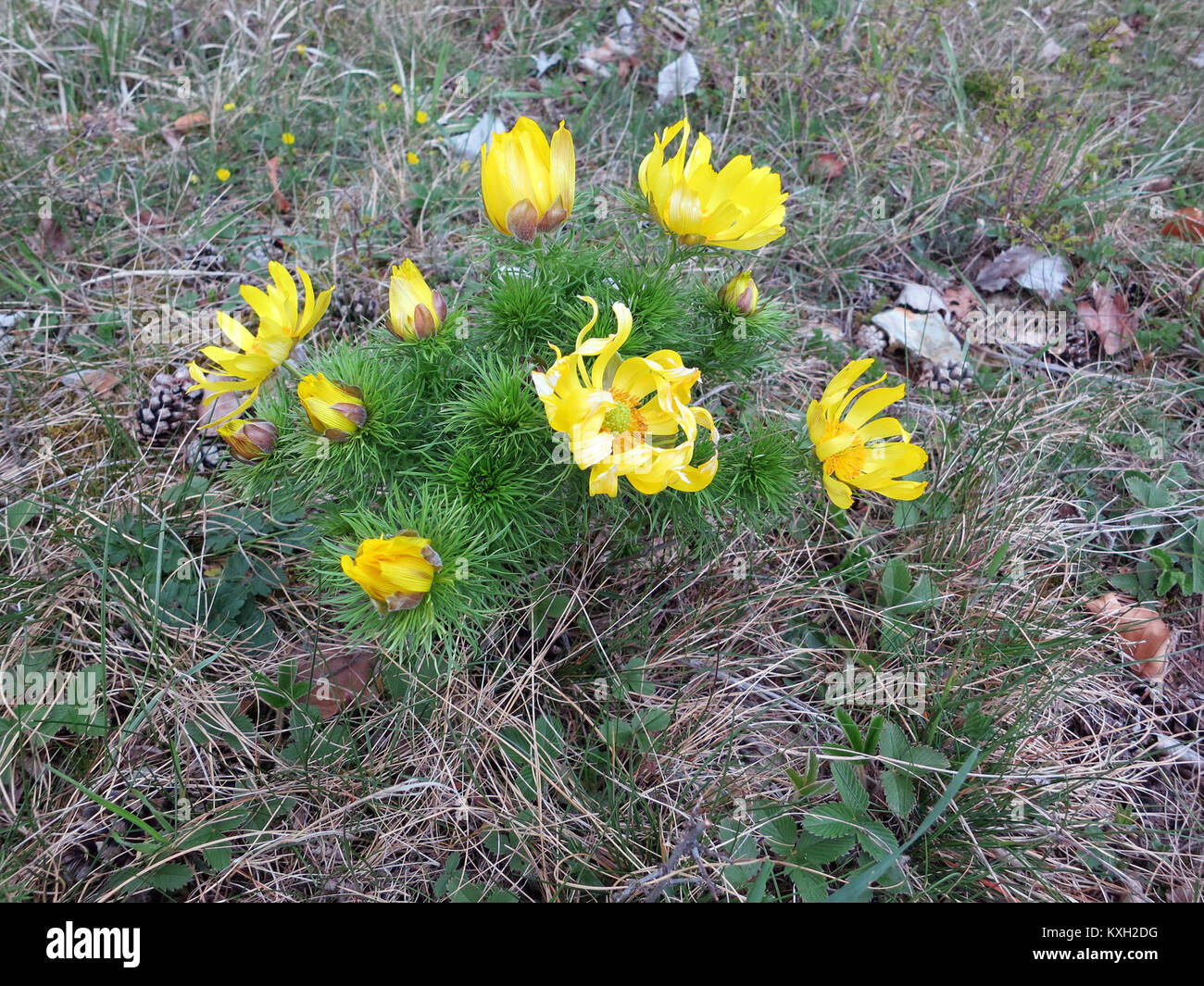 Adonisroschen hi-res stock photography and images - Alamy