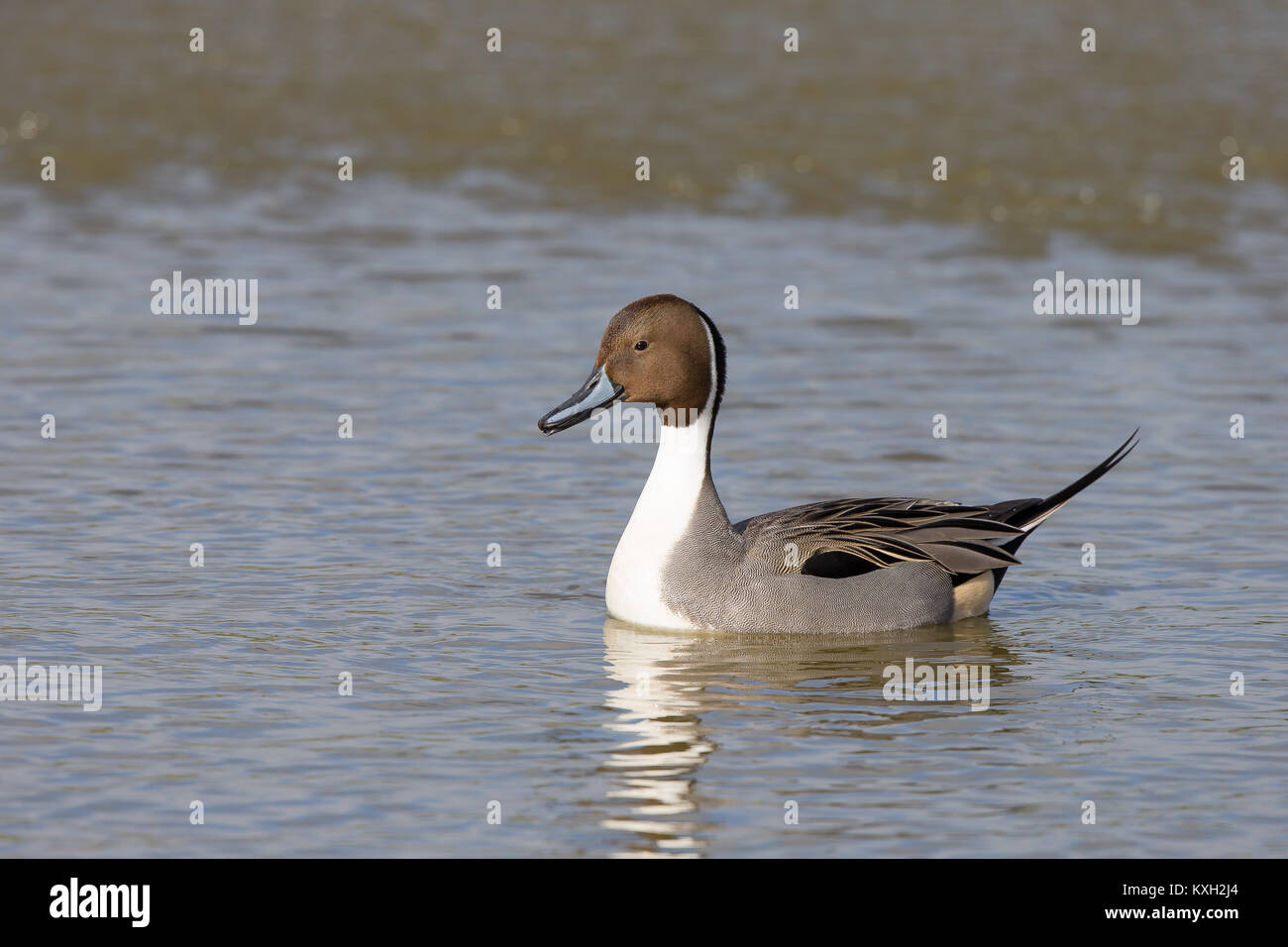 Side close up of wild, Northern pintail duck (Anas acuta) swimming isolated in calm UK lake in winter sun, facing left. Stock Photo