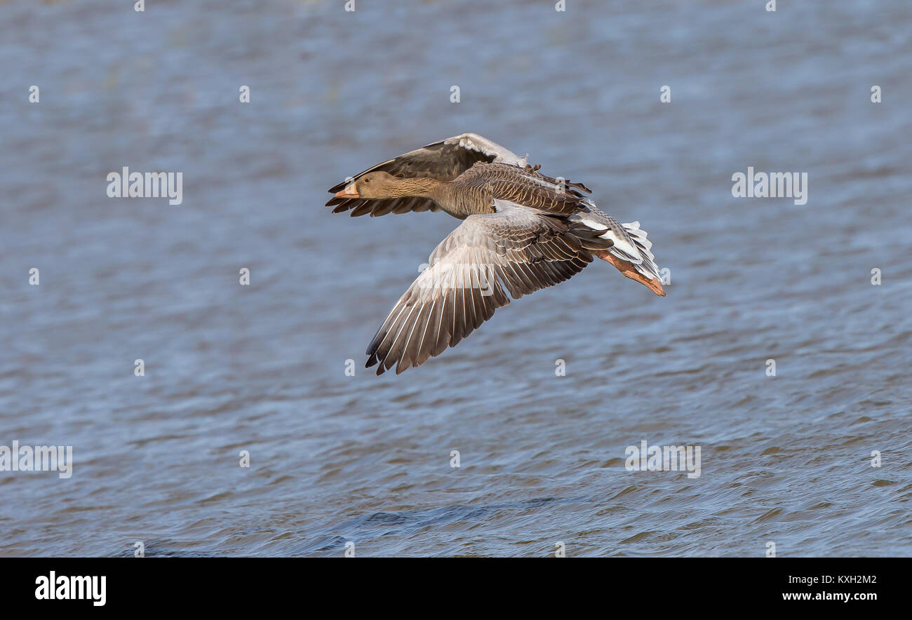 Side view of wild UK greylag goose (Anser anser) isolated in flight over water coming in to land, huge wings spread open wide. Stock Photo