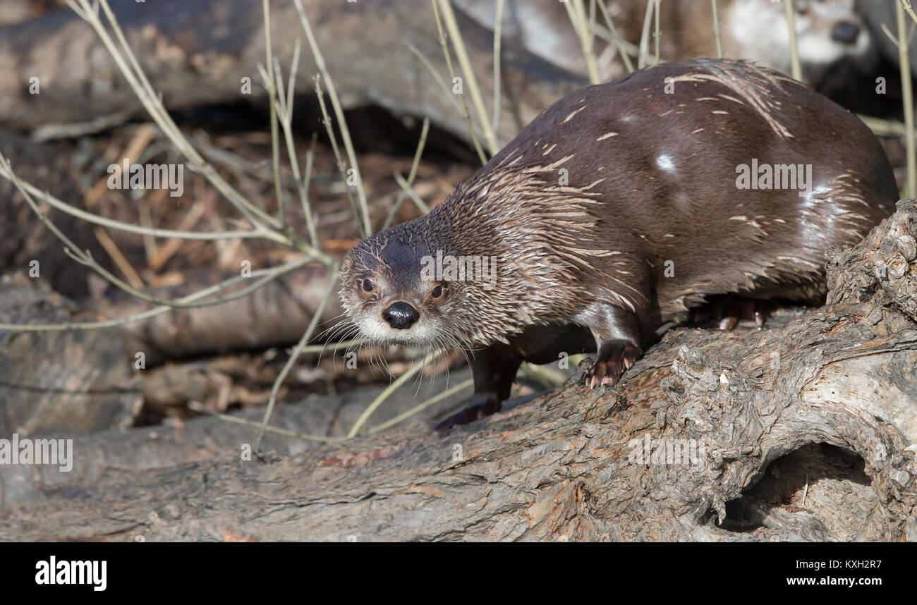 Close up of wet North American river otter (Lontra canadensis) isolated in sunshine on log, whole body in view, staring, sibling in background. Stock Photo