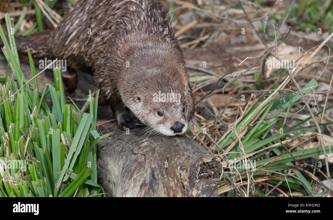 Front view close up of North American River otter (Lontra canadensis) isolated in captivity in outdoor enclosure at WWT Slimbridge, UK. Stock Photo