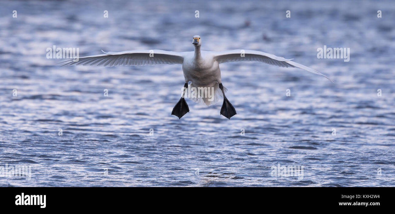 Wild UK Bewick's swan coming in to land over water at end of day, wings spread, feet down ready for landing. Home to roost. Stock Photo