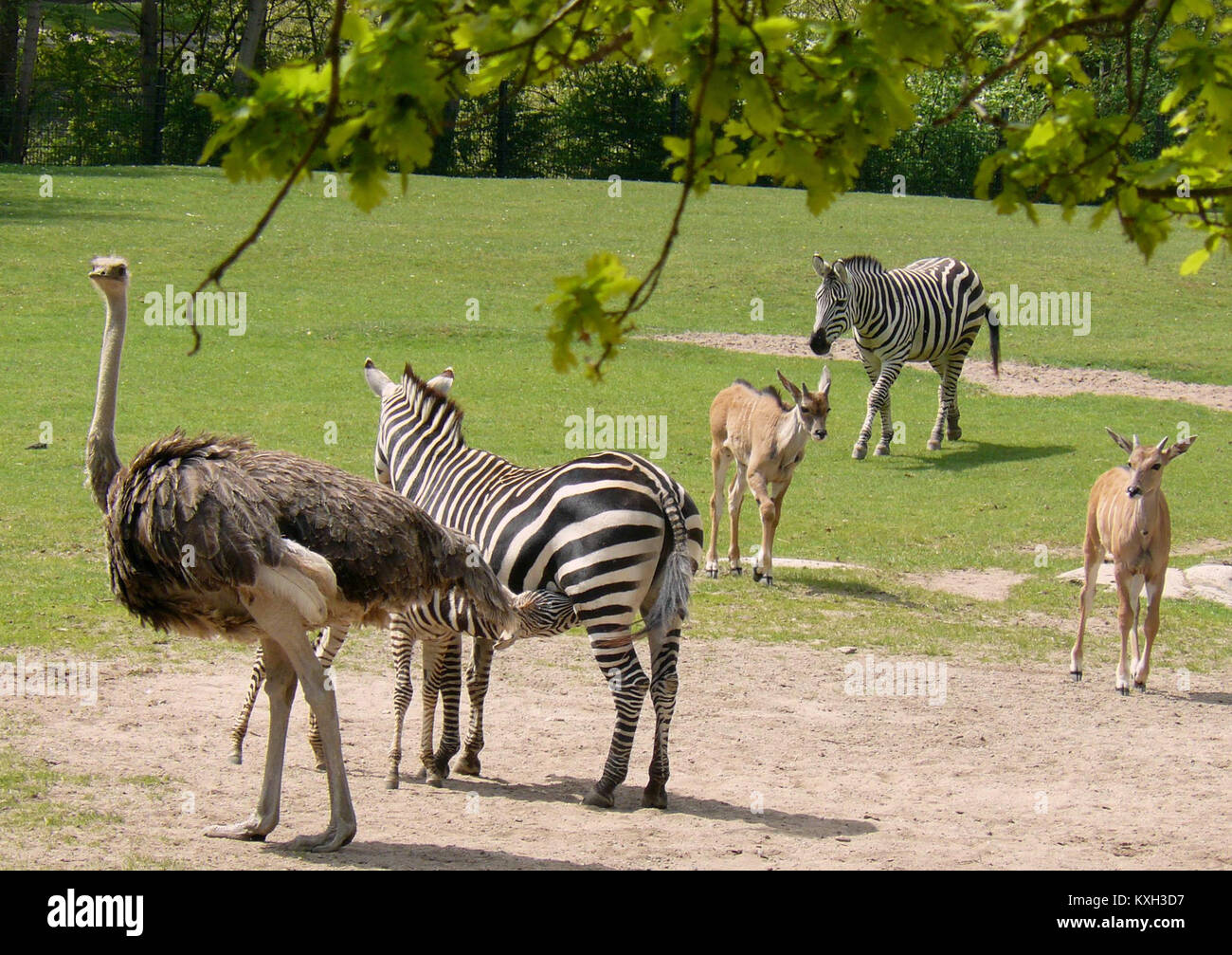 Animals savannah africa variety hi-res stock photography and images - Alamy