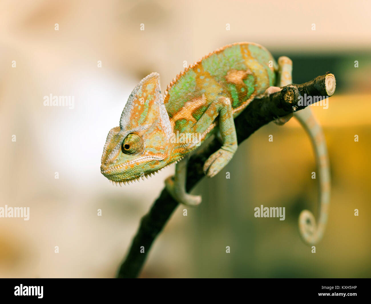 Portrait of Cone-head chameleon on the branch - Chameleo calyptratus Stock Photo