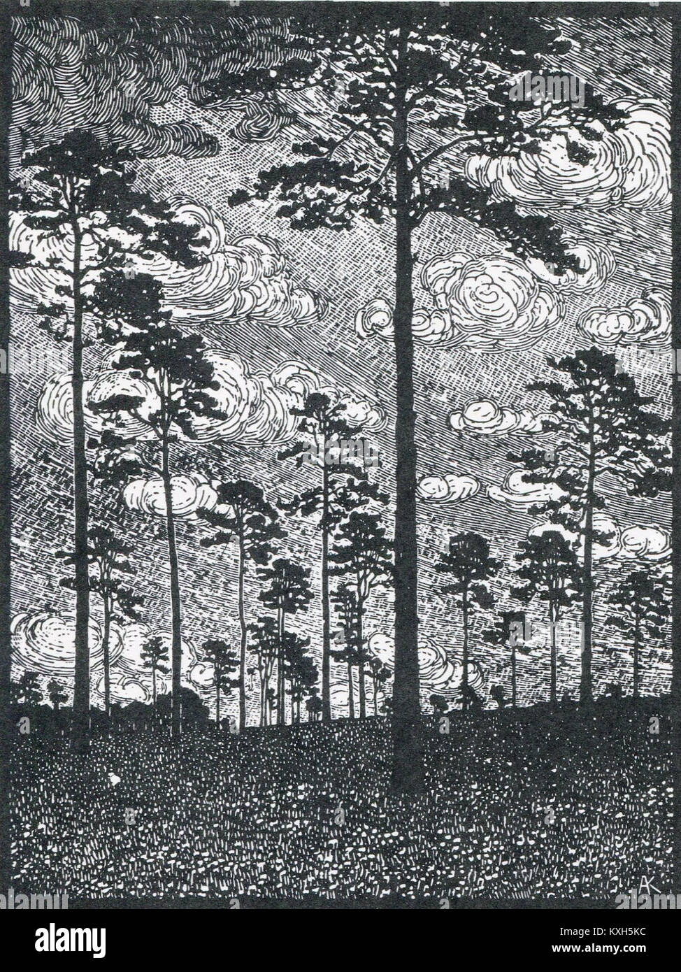 Albert König Kiefern Stock Photo Alamy