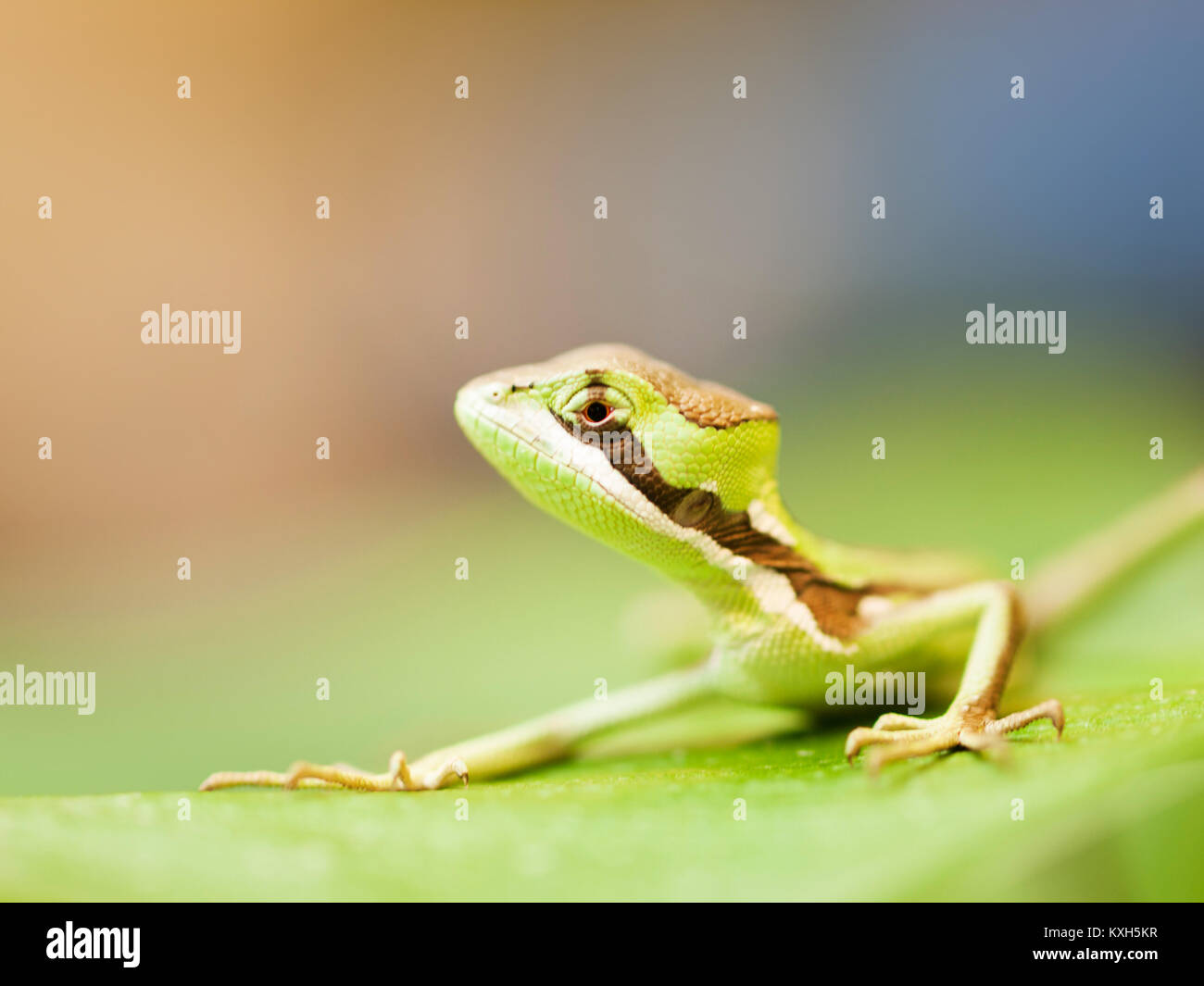 Portrait of young serated Caquehesd Iguana lizard - Laemanctus serratus Stock Photo