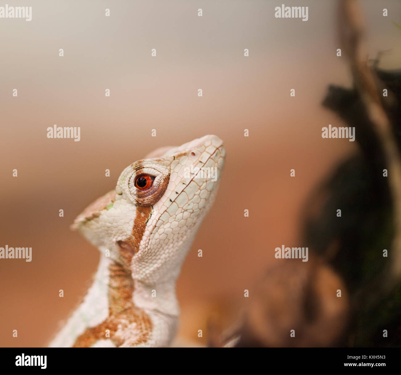 Portrait of Serated Caquehesd Iguana lizard - Laemanctus serratus Stock Photo